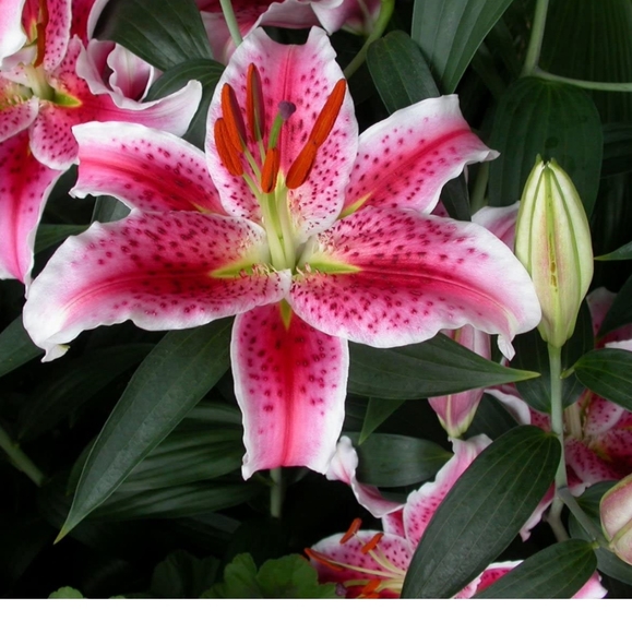 Victoria's Secret Very Sexy Pink Push Up Bandeau Size: 34D NWT - Picture 2 of 16